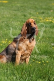 Bloodhound