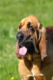 Bloodhound