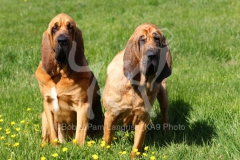 Bloodhound