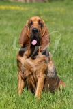 Bloodhound