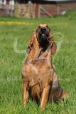 Bloodhound