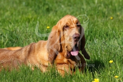 Bloodhound