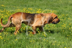 Bloodhound