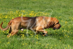 Bloodhound