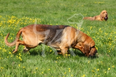 Bloodhound