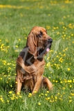 Bloodhound