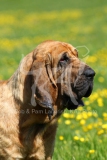 Bloodhound