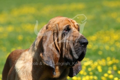 Bloodhound