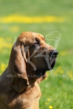 Bloodhound