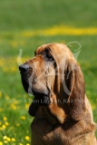 Bloodhound