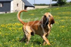 Bloodhound