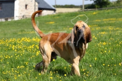 Bloodhound