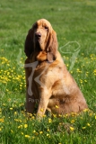 Bloodhound