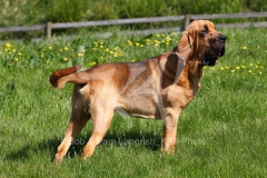 Bloodhound