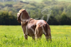 Bloodhound