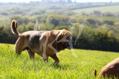 Bloodhound