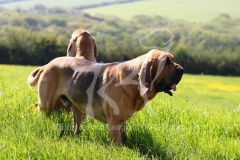 Bloodhound