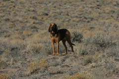 Bloodhound