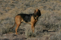 Bloodhound