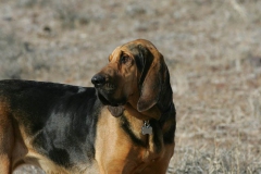 Bloodhound