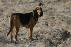 Bloodhound