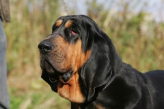 Bloodhound