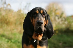 Bloodhound