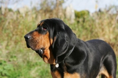 Bloodhound