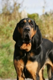 Bloodhound