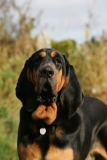 Bloodhound