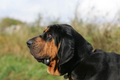 Bloodhound