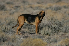 Bloodhound