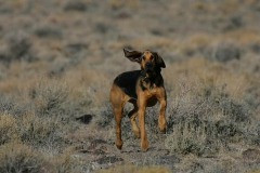 Bloodhound