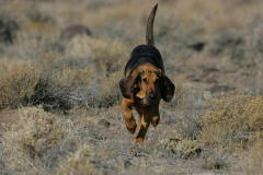 Bloodhound