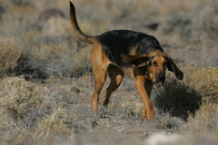 Bloodhound