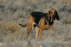 Bloodhound