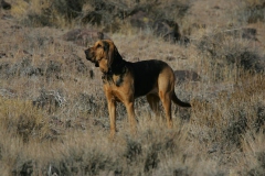 Bloodhound