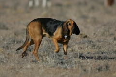 Bloodhound