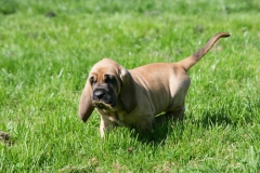 Bloodhound