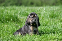 Bloodhound