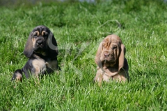 Bloodhound