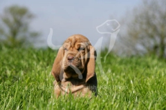 Bloodhound