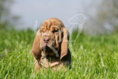 Bloodhound