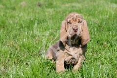 Bloodhound