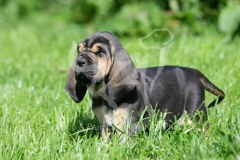 Bloodhound