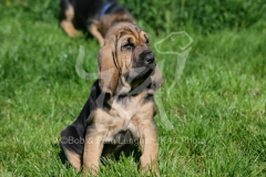 Bloodhound