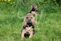 Bloodhound