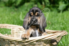 Bloodhound