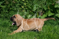 Bloodhound