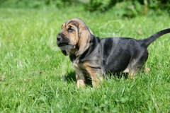 Bloodhound